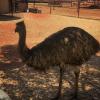 Emus are a national icon of Australia, and they are the second largest bird in the world. What's first? The ostrich!
