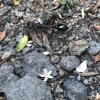 Bulldog ants are the biggest and most dangerous ants in Australia. Their sting contains some of the most toxic venom in the insect world. Yikes!