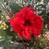 I thought the red of this flower was very intense