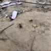 More giant ants like the ones we saw in Bucaramanga!