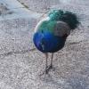 Fun fact: Peacock, in Spanish, is pavo real, a royal turkey!
