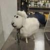 Toy sheep made of real wool