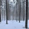 Finland has a lot of forests and trees. They are all really tall and a lot of them are evergreens.