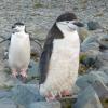 A pair of curious Chinstrap penguins 