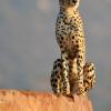 The cheetah can run up to 80 miles per hour