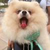 Fluffy puppy, there are so many stray dogs here but I haven't seen any stray cats!