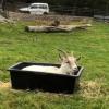 This goat is in the hay box