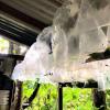 These caterpillars are kept safely in special bags with food until they become butterflies, and then they will be released into the wild at the biological station