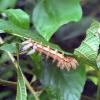 There are many diverse species of caterpillars in Costa Rica