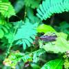 Lubber grasshoppers shoot a toxic fluid from their legs to defend themselves from predators