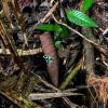 While these frogs look cool, do not touch them, because their skin secretes a toxic poison! 