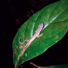 Hunting for small insects at night