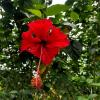 These hibiscus blooms are my favorite flowers in Costa Rica 