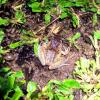 At night these frogs croak very loudly and sing to find mates