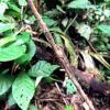 An anole using its camouflage to hide from predators 