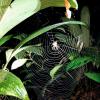 Some spiders in this jungle, like this one spotted on a night hike, are so big they can feed on bats and birds!