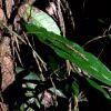 Walking sticks use their camouflage to look like sticks, but they are actually predators that can spray caustic fluid from their knees and deliver hard kicks