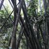 It is interesting how these bamboo trees weave into each other 