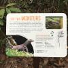 Along the trail, there were many informational signs about the local wildlife, including this one about monitor lizards
