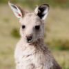 Itchy, young at foot who just recently left his mother's pouch