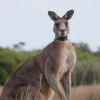 Rufus, the largest male in the population at that time