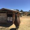 We met a llama during our time on the ranch!