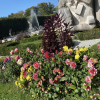 Each time I've visited Salzburg, I've walked through the famous Mirabell Gardens and seen the gorgeous flowers