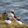 Puffins on a cliff in the Westman Islands of Iceland 