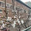 The beginnings of cherry blossom buds on a tree near school