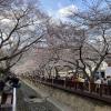 A famous river lined with cherry blossom trees in Jinhae, South Korea