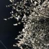Going to see the cherry blossoms at night is also very popular--what's your favorite time to see the blossoms?