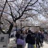 The Jinhae Cherry Blossom Festival is one of the most popular festivals in Korea--it was, therefore, very crowded!