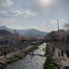 The cherry blossom festival in Gumi, my city! 