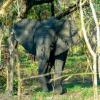 Elephants use their ears like fans to cool off on hot days