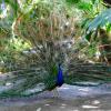 Why do you think the peacock has such a large, brightly colored display of tail feathers?