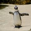 African penguins hold their wings outstretched to cool off in the summer heat