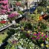 Flowers at the S. Ambrogio Market