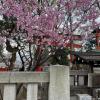 Sakura and shrine