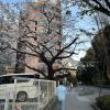 Typical sakura tree