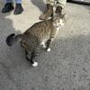 This cat got lots of snacks and attention while walking with our group,