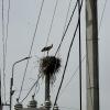 Storks like to nest and raise their young in this village 