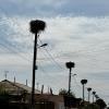 There are stork nests on almost every pole in the town