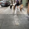 Most people live in apartments, so dog walkers are a must for dogs to get exercise
