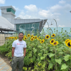This is the sunflower garden at the airport