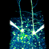 When I prep the neurons and prepare their tissue, sometimes I accidentally cut off the dendrites, which is bad for a lot of experiments, since neurons need their dendrites for their normal means of communication!