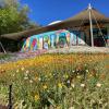 The Floriade Tulip Festival is held in the nation's capital, Canberra, at the start of the spring