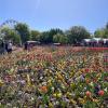 The Floriade Tulip Festival had flowers, vendors, food, live music and carnival rides!