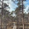Boardwalk pathways like this one in Gaujas National Park are common in Latvia's natural areas, as much of the ground is mossy, wet and boggy