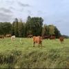 These are Limousin cattle, not commonly found in the U.S.... cattle farms make up roughly 15% of the land use across Latvia and are major sources of income for many rural residents 