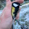  On a busy day when we mist net birds, we can we can catch up to 25 great tits in one net over the course of an hour! 